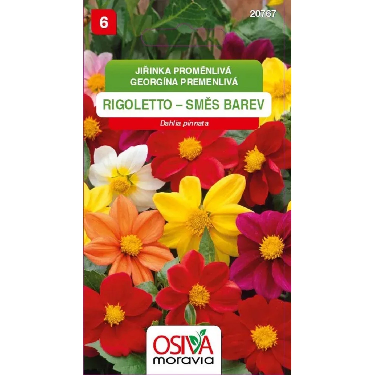 Osiva Moravia Květinová semena Jiřinka proměnlivá Rigoletto (Dahlia pinnata)