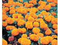 Aksamitník Afrikán