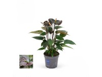 Toulitka Andréova (Anthurium andreanum) 