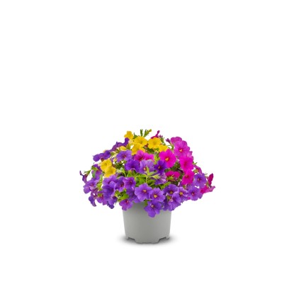 Q-Flower Minipetúnie (Calibrachoa Hybrida) "Trio" cca pr. 13 cm