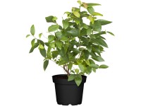 Grow by OBI Kanadská borůvka (Vaccinium corymbosum), pr. květináče cca 28 cm