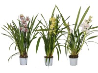 Cimbidia 2 výhony různé druhy výška cca 50-75 cm průměr cca 12 cm Cymbidium