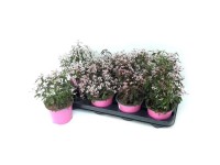 Pryšec třezalkovitý (Euphorbia hypercifolia) 