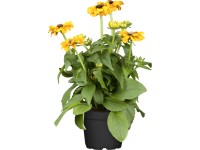 OBI Třapatka srstnatá průměr květináče cca 17 cm Rudbeckia hirta OBI Třapatka srstnatá průměr květináče cca 17 cm Rudbeckia hirta