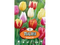 Tulipán Triumph 