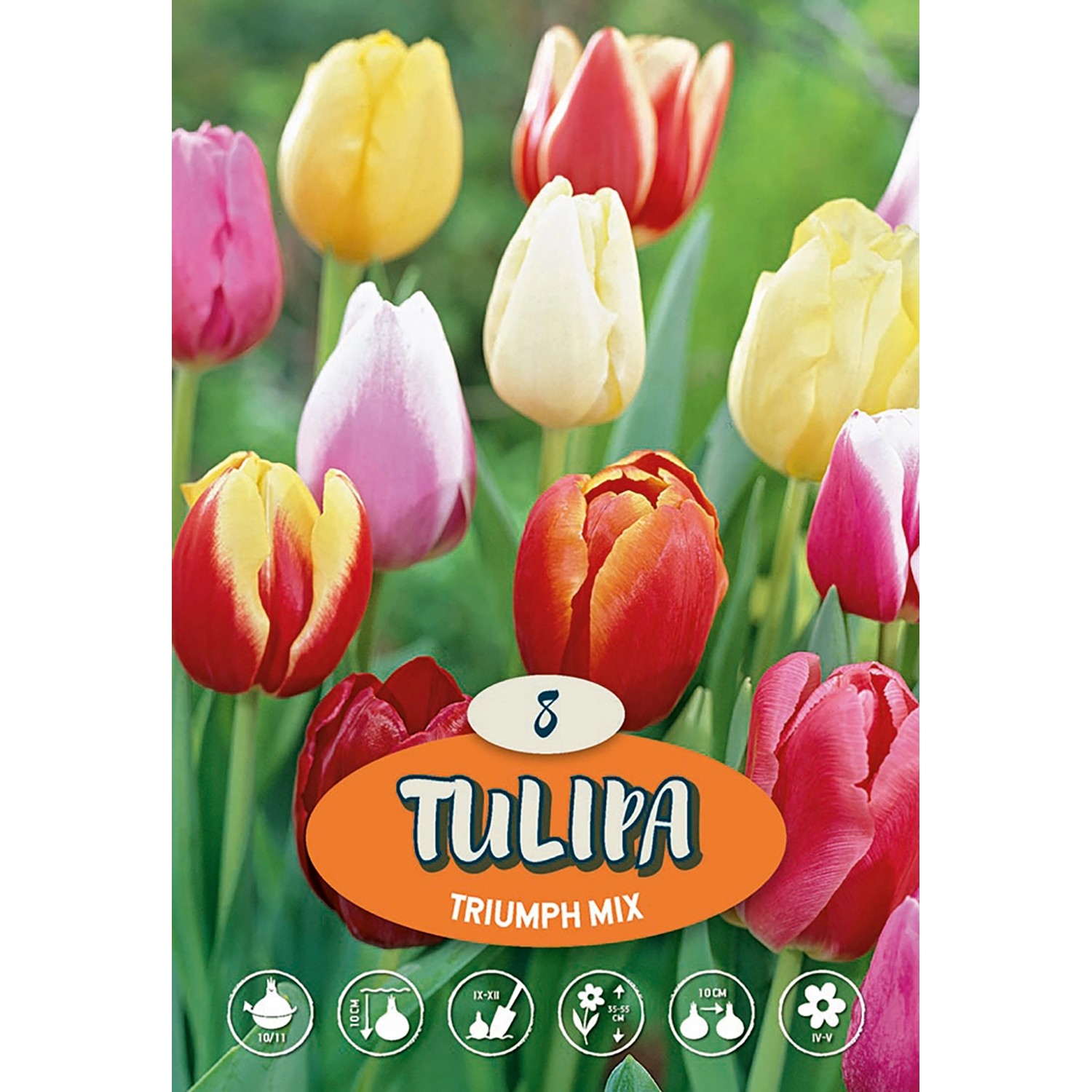 Tulipán Triumph "Mix"