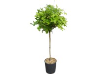 OBI Vistárie čínská 