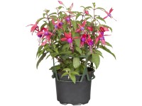 Převislá fuchsie průměr květináče cca 11 cm Převislá fuchsie průměr květináče cca 11 cm