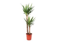 Royal Lemkes Juka (Yucca), cca výška 110 cm, pr. 24 cm Royal Lemkes Juka (Yucca), cca výška 110 cm, pr. 24 cm