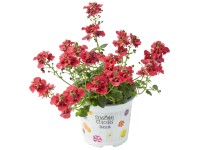 Ostruhatka (Diascia), různé barvy, pr. kv. cca 10,5 cm