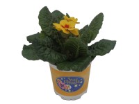 Prvosenka bezlodyžná pr. květináče 10 cm, s barevným středem