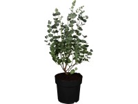 Blahovičník gunnův (Eucalyptus gunii) Blahovičník gunnův (Eucalyptus gunii)