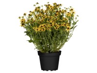 Třapatka zářivá (Rudbeckia fulgida) 