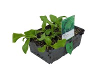 Landgard Ledový salát (Lactuca sativa var. Crispa) 6 ks v misce