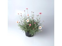 Q-Flower Rhodanthemum (Rhodanthemum Hybrid) mix výška cca 15 cm