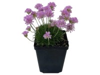 Royal Lemkes Trávnička přímořská (Armeria maritima) 