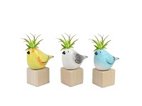 Aranžmá tilandsie v keramickém květináči, pr. kv. cca 5 cm