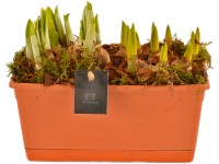 Aranžmá s různými květinami kvetoucími na jaře v truhlíku průměr květináče cca 1