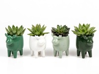 Dužnatka (Echeveria) v keramickém květináči se sobem, různé druhy, pr. 6 cm Dužnatka (Echeveria) v keramickém květináči se sobem, různé druhy, pr. 6 cm