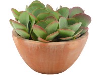 Různé druhy sukulentů v terakotové nádobě průměr květináče cca 23 cm Různé druhy sukulentů v terakotové nádobě průměr květináče cca 23 cm
