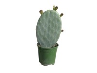 Landgard Opuncie mexická (Opuntia ficus-indica) výška 30-40 cm, pr. 17 cm