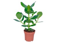 GROW by OBI Klusie Princess průměr květináče cca 12 cm GROW by OBI Klusie Princess průměr květináče cca 12 cm