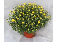 Listopadka (Chrysanthemum multiflora), pr. 15 cm Listopadka (Chrysanthemum multiflora), pr. 15 cm