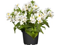 OBI Hledíkovka různé barvy průměr květináče cca 12 cm OBI Hledíkovka různé barvy průměr květináče cca 12 cm