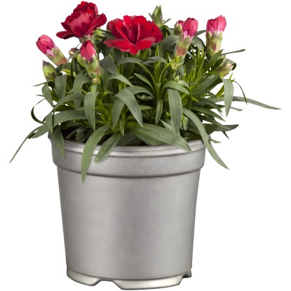 GROW by OBI Hvozdík zahradní (Dianthus caryophyllus) "Oscar" červený cca 20-25cm