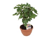 Landgard Fíkovník smokvoň (Ficus carica) výška 20-30 cm, pr. 25 cm