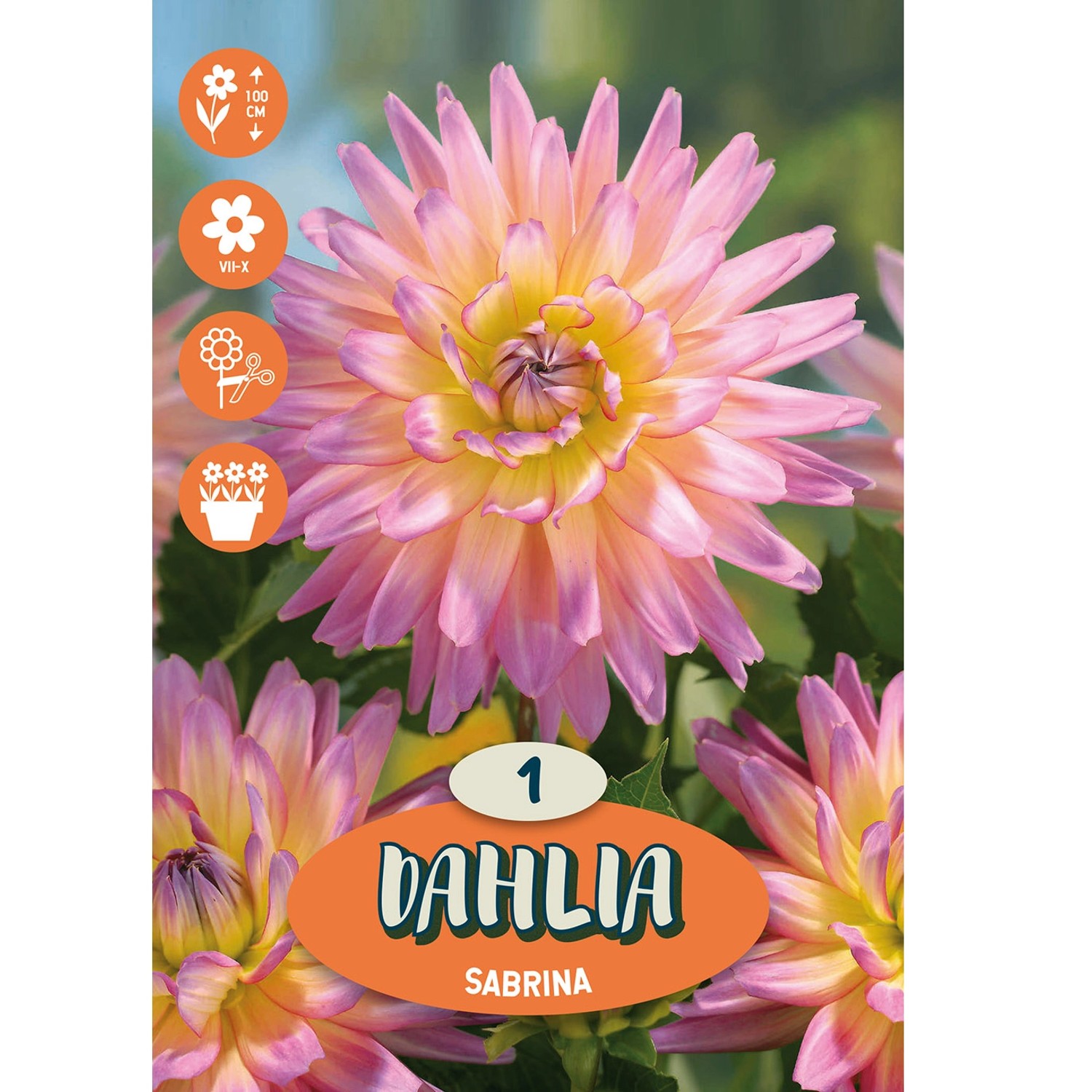 Cibulka jiřina (Dahlia) ''Sabrina'', 1 ks
