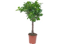 Moclame pr. květináče cca 17 cm (Ficus microcarpa)