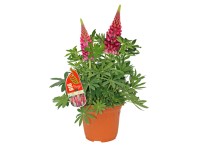 GROW by OBI Lupina (Lupinus) různé barvy cca 60 cm