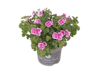 Pelargonie velkokvětá 