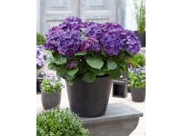 GROW by OBI Hortenzie lat.(Hydrangea paniculata) GROW by OBI Hortenzie lat.(Hydrangea paniculata)