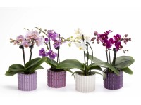 Orchideje různobarevné se 2 výhonky v keramickém hrnci s prům. cca 6 cm