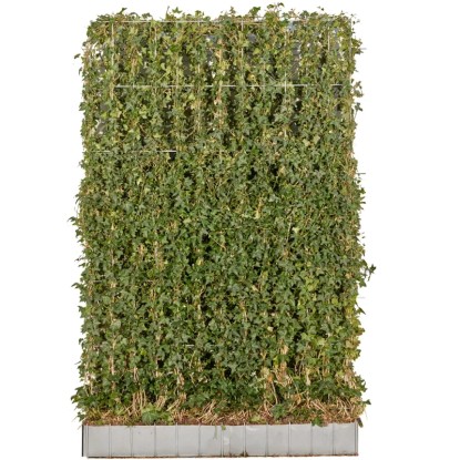 Břečťan popínavý x irský (Hedera helix ssp. hibernica) 120 x 180 cm, 2 ks