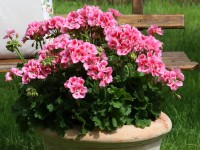 Pelargonie páskatá pr. květináče 13 cm