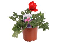 Sasanka věncová Mona Lisa různé barvy průměr květináče cca 12 cm