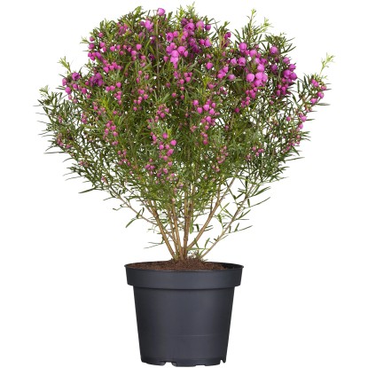 Boronie heterophylla (Boronia heterophylla) růžová cca výška 10-20cm, pr. 10,5cm