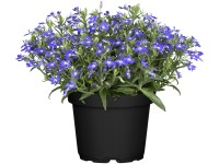 Lobelka drobná průměr květináče cca 9 cm Lobelka drobná průměr květináče cca 9 cm
