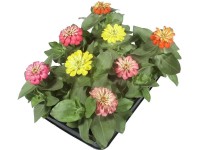 Ostálka, Ø květináče cca 10 cm, Zinnia