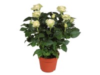 GROW by OBI Růže bílá průměr květináče cca 13 cm GROW by OBI Růže bílá průměr květináče cca 13 cm
