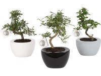 Aranžmá bonsaje v keramické nádobě různé druhy průměr květináče cca 12 cm