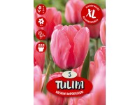 Květinová cibulka tulipánu (Tulipa Darwin Design Impression)