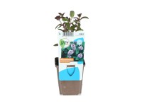 OBI Máta vodní fialová průměr květináče cca 9 cm Mentha aquatica OBI Máta vodní fialová průměr květináče cca 9 cm Mentha aquatica