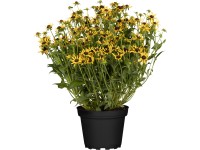 GROW by OBI Třapatka srstnatá (Rudbeckia hirta) Sunbeckia 20-30 cm