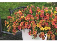 Minipetúnie Chameleon různé barvy průměr květináče cca 12 cm Calibrachoa Minipetúnie Chameleon různé barvy průměr květináče cca 12 cm Calibrachoa