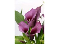 OBI Kala Nightlife (Zantedeschia), fialová, pr. 23 cm