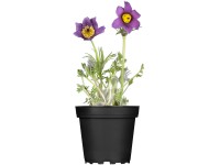 OBI Koniklec německý 